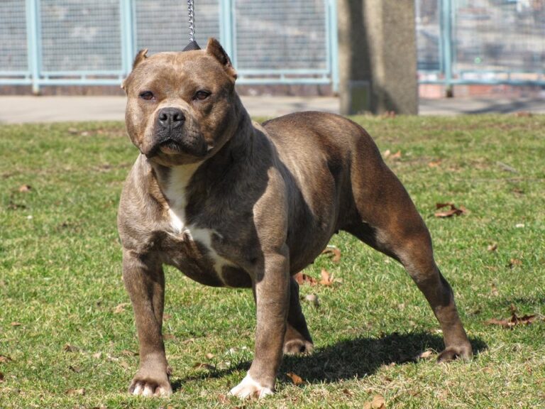 El dramático relato de un hombre atacado por un pitbull en Santa Cruz: Me agarró del brazo y no me soltaba»