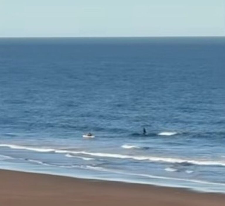 Kayakista en el agua cerca de una orca en playa patagónica